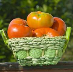 Brandywine' - (Non-GMO) - Amish - Tomato Seeds - (Heirloom)