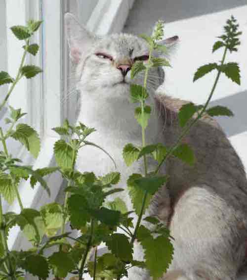 Catnip, herbe à chats ou menthe - All For Pets La Soukra