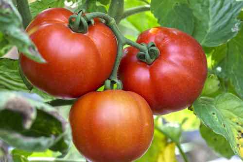 Tomato Bush Beefsteak (62 Days)