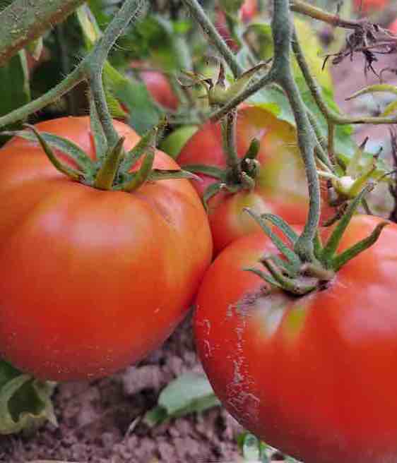 Pink Brandywine' - (Non-GMO) - Tomato Seeds - 300mg - (Heirloom)