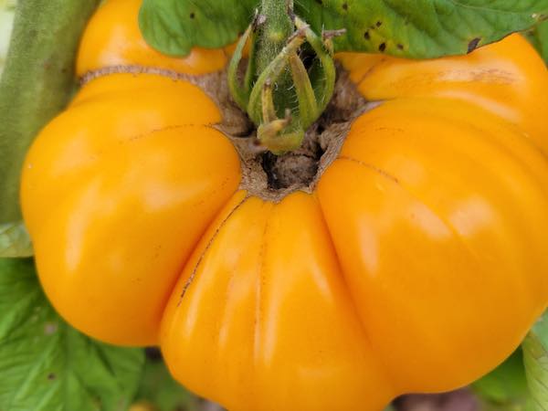 Yellow Brandywine Heirloom Tomatoes Information and Facts