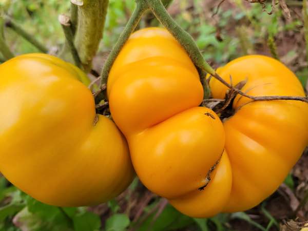 Brandywine tomato : Seeds - Heirloom Seeds Canada