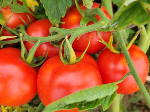 Tomato Seeds Variety Pack - Top 10 Sellers - 20% Savings!