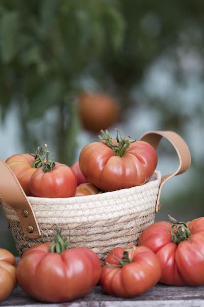  Pink Brandywine Heirloom Tomato 50+ Seeds : Tomato