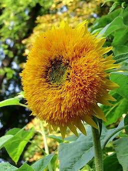 Teddy Bear' - (Non-GMO) - Dwarf Sunflower Seeds - 5g